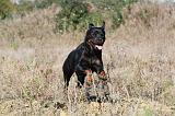 ROTTWEILER 173